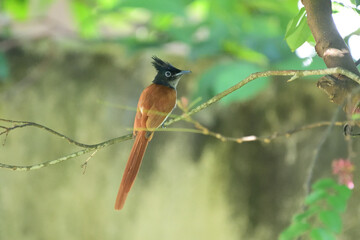 The bird is an Indian paradise flycatcher. This male, in its rufous morph, has a distinctive glossy black crested head and a long reddish-brown tail.
