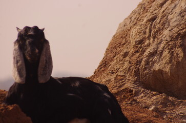 Goats resting in hilly ares 