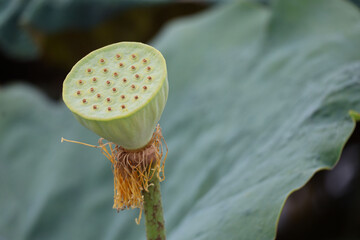The young pods are green, the stamens are wilted at the base of the plant, emerging from the green leaves in the pond.

