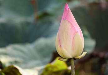 The sacred pink lotus buds rise amidst the sunlight hitting the green leaves in the afternoon.

