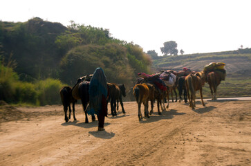 Naklejka premium Himalayan pack mules wearing bells and brightly colored sashes migrating to warm areas in winter