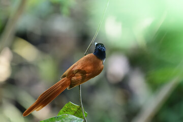 The bird is an Indian paradise flycatcher. This male, in its rufous morph, has a distinctive glossy black crested head and a long reddish-brown tail.