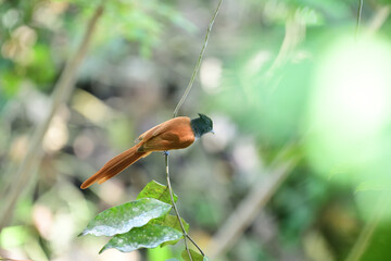 The bird is an Indian paradise flycatcher. This male, in its rufous morph, has a distinctive glossy black crested head and a long reddish-brown tail.
