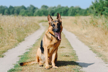 black and brown East European Shepherd sits on footpath in green field in sunny summer day, tongue out, dogwalking concept
