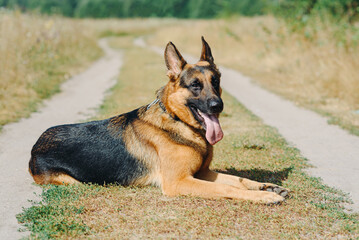 black and brown East European Shepherd lying on footpath in green field in sunny summer day, tongue out, dogwalking concept