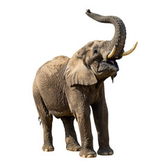 Obraz premium PNG of an elephant with its trunk raised, showcasing majestic wildlife, ideal for nature, animal conservation, and safari-themed projects