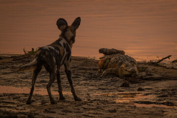 African wild dog stands watching Nile crocodile