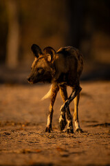African wild dog with catchlight lifts foot