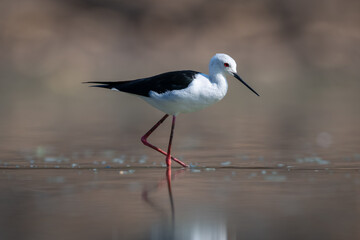 Black-winged stilt crosses still pool in sunshine