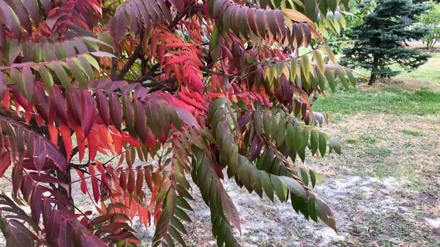 Tree movement from the wind in an autumn park setting: Close-up of a sumac (Rhus)  with leaves transitioning from green to deep red and orange.