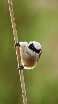 Little Bird Remiz Sits On A Reed With A Blurred Background, Vertical Video
