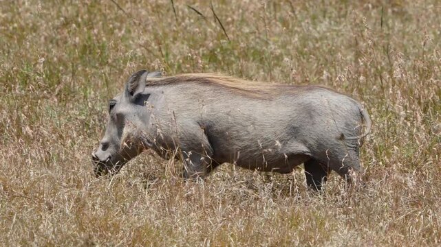 Warthog walks through dry grass surrounded by several Cokes hartebeests standing alert in vast savanna of Ol Pejeta Conservancy Kenya.