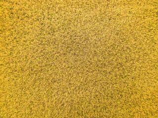 Aerial drone top view of Bac Son rice field valley at sunset, Lang Son, Vietnam