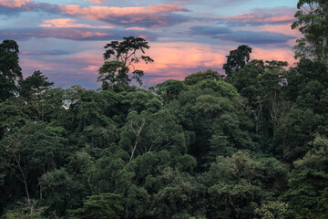 Atardecer entre el bosque