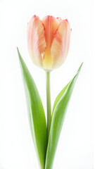 Vibrant Pink Tulip Isolated on a Pure White Background | Studio Photography