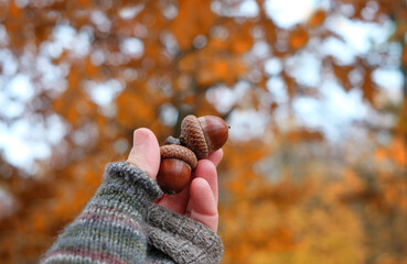 Hand in knitted mitten holding ripe brown acorns close up, blurred nature autumnal background. symbol of cozy fall season, forest harvest. Beautiful autumn time