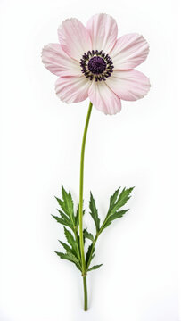 Minimalist White Anemone Flower with a Dark Center Isolated on White