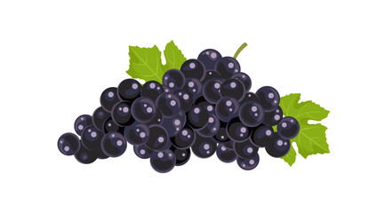 Bunch of ripe black grapes isolated on white background. Vector cartoon flat illustration. Fruit icon