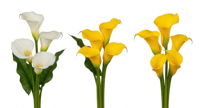 White yellow calla lilies isolated on a transparent background