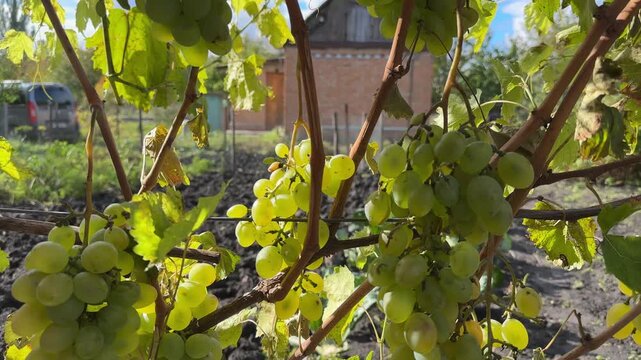 White grape bunches on grapevine on vineyard in sunny day
