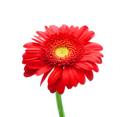 Red Gerbera flower blossom - close up details spring time photo