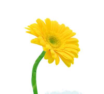Golden marguerite or yellow cotula or yellow chamomile 