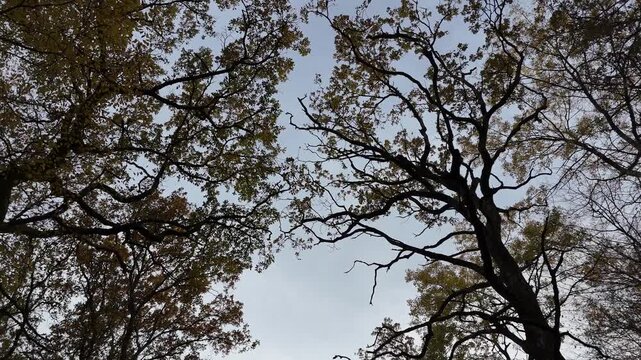 travelling sous les branches d'arbres, &agrave; contre-jour,  dans un chemin forestier.