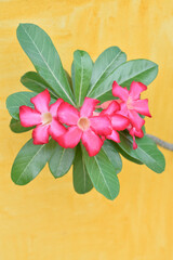 Magenta Tropical Flower Yellow Wall