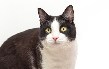 Portrait of a black and white cat looking up on a white background
