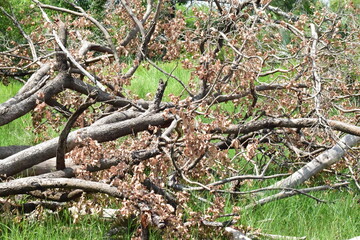 Okavango