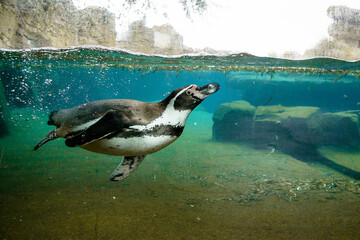 penguin in the water