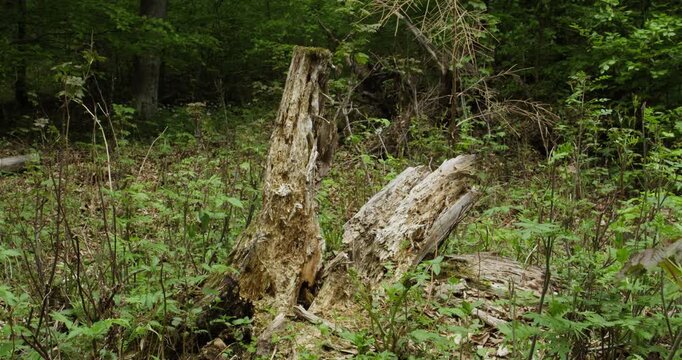A dried and decaying tree stump breaks apart amid green forest undergrowth. The raw wood and moss reveal natural decomposition and the forest lifecycle at ground level.