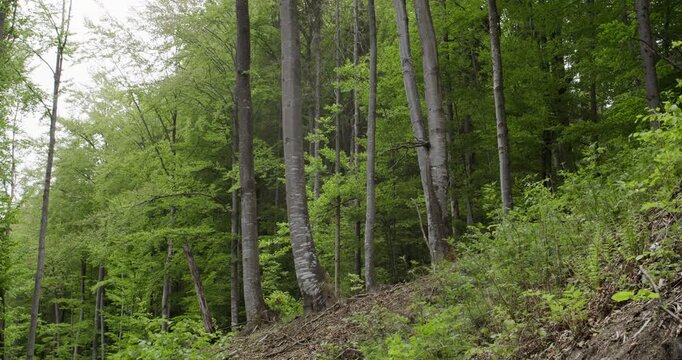 Tall trunks of Carpathian beech trees rise from the slope in Niebieska Dolina Nature Reserve, Poland. Lush green canopy highlights the vitality and natural structure of the old-growth woodland.