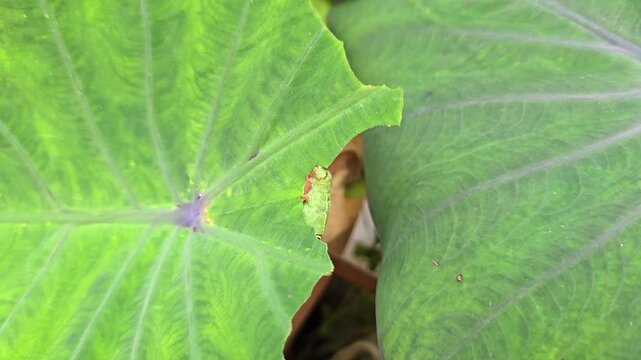 The green Taro Hornworm with large Eye-like spot is eating the leaves of a taro plant. The larvae of a moth called Hippotion celerio are large worms that can cause damage to plants such as taro family