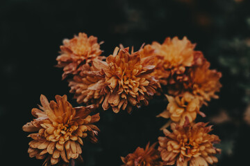 Close-up of vibrant orange chrysanthemums in full bloom against a dark background. These beautiful orange chrysanthemums create a stunning contrast against the dark green foliage, perfect for fall.