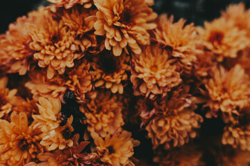 Close-up of vibrant orange chrysanthemums in full bloom against a dark background. These beautiful orange chrysanthemums create a stunning contrast against the dark green foliage, perfect for fall.