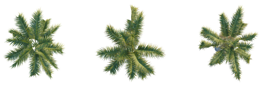 Bentinckia nicobarica tree plan, top view, cutout, transparent background, isolate, Three palm trees seen from above, perfect for tropical landscapes plans