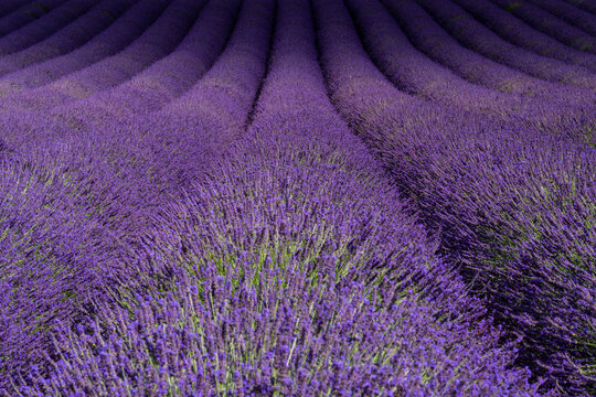 Lavender fields Valensole Plateau Forcalquier Alpes-de-Haute-Provence Provence-Alpes-Cote d'Azur France