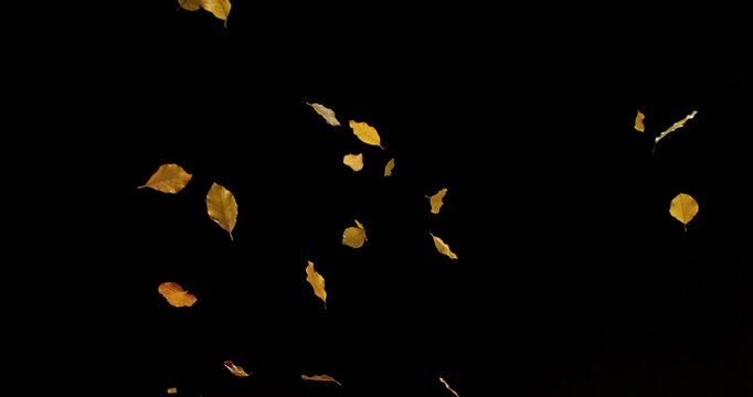 Super Slow Motion Falling Beech Leaves. Isolated on Black Background. Cinematic Overlay for Autumn Visuals, Seasonal Motion Graphics, Background Transitions, or VFX Compositing.