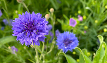 Close-up of a cornflower in its springtime (Centaurea cyanus), also known simply as bachelor's button. 