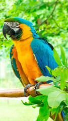 Blue-and-yellow Macaw (Ara ararauna) sturdy tree branch, surrounded by lush, bright green foliage.
