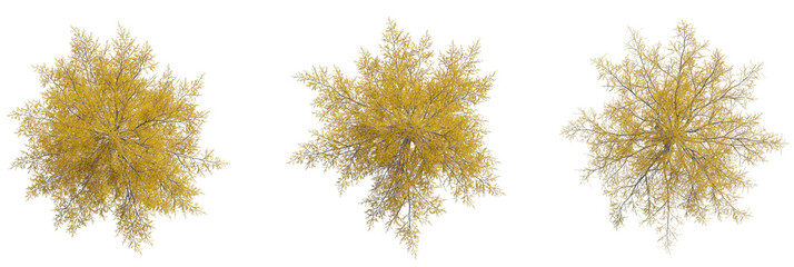 Larix laricina tree plan, top view, cutout, transparent background, isolate, Stunning autumn birch...