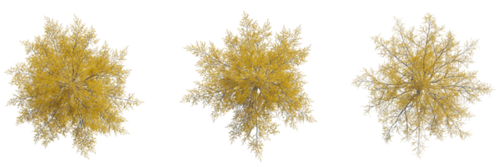 Larix laricina tree plan, top view, cutout, transparent background, isolate, Stunning autumn birch trees from above, ready for landscape design plans