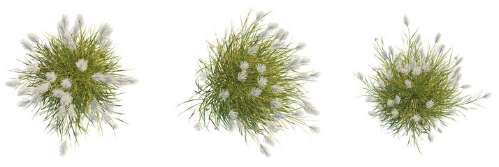 Miscanthus sacchariflorus tree plan, top view, cutout, transparent background, isolate, Graceful...