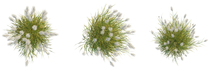 Miscanthus sacchariflorus tree plan, top view, cutout, transparent background, isolate, Graceful pampas grass plants add natural elegance to outdoor designs