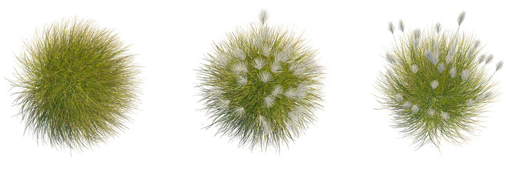 Miscanthus sinensis gracillimus tree plan, top view, cutout, transparent background, isolate, Ornamental grass collection, top view, landscape design element beauty