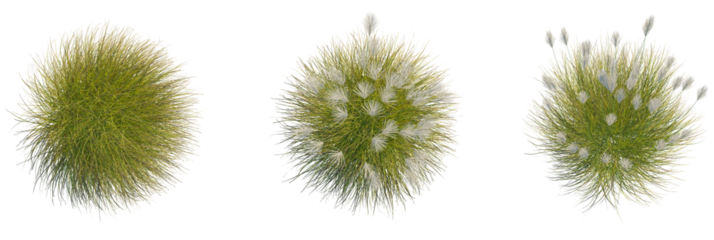 Miscanthus sinensis gracillimus tree plan, top view, cutout, transparent background, isolate, Ornamental grass collection, top view, landscape design element beauty