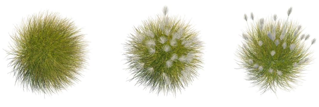 Miscanthus sinensis gracillimus tree plan, top view, cutout, transparent background, isolate, Ornamental grass collection, top view, landscape design element beauty - Powered by Adobe