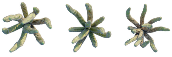 Stenocereus thurberi tree plan, top view, cutout, transparent background, isolate, Unique cactus cluster presenting desert plant life from above viewpoint