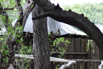 Okavango